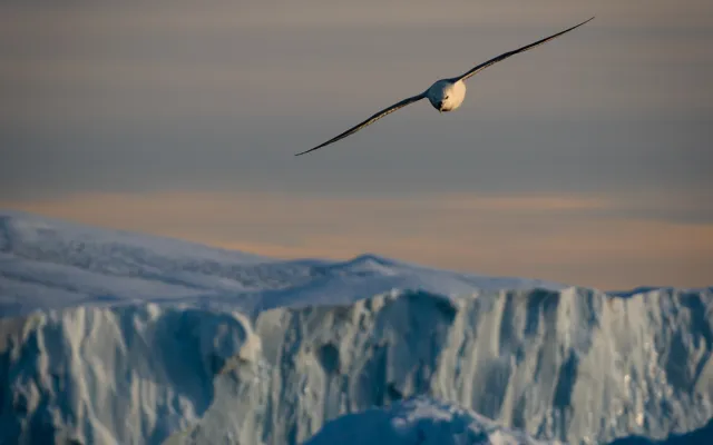 Groenlandia immagine di un uccello con sullo sfondo un iceberg